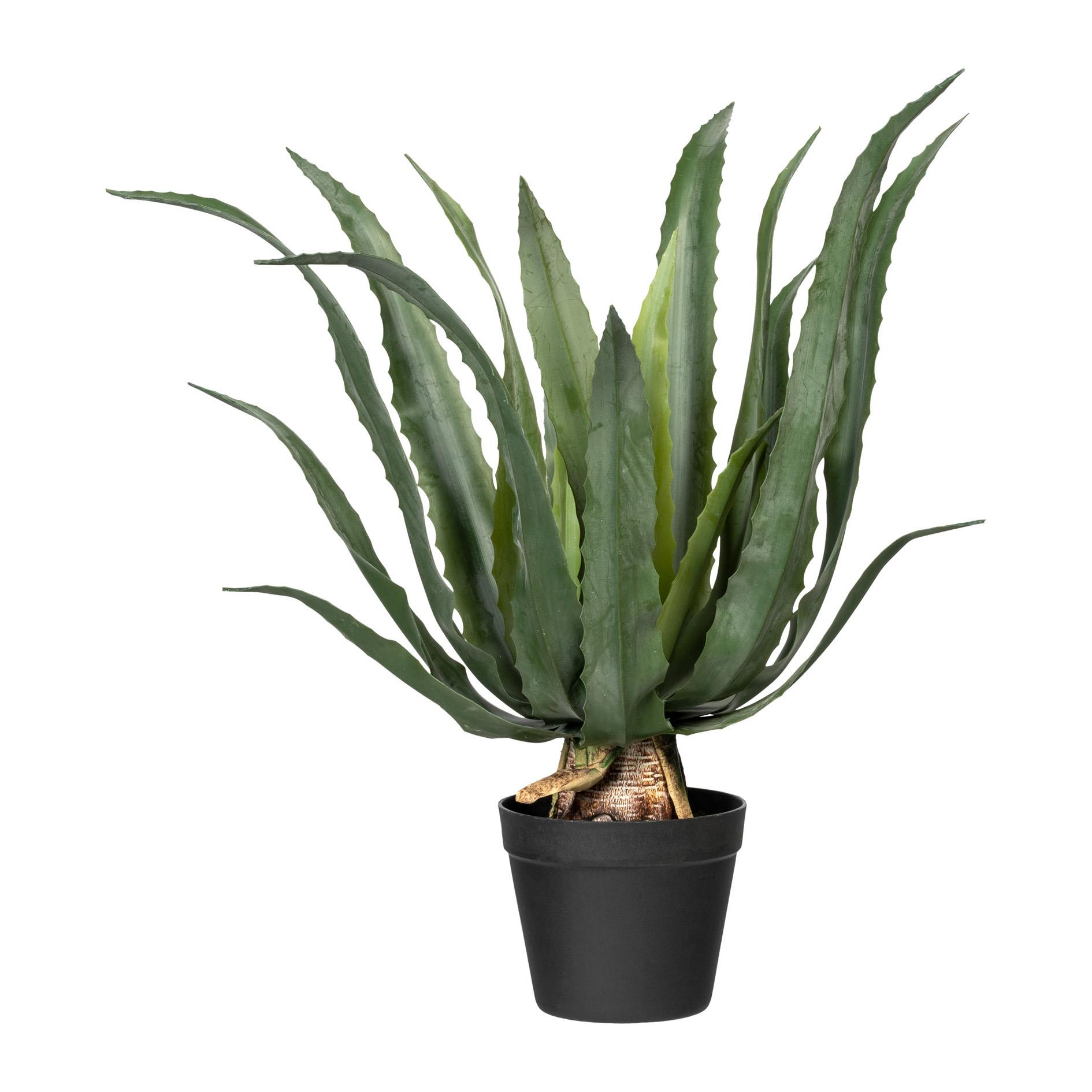 Agave americana 60cm ANAPA in Grün Gasper Agave americana ANAPA in grün