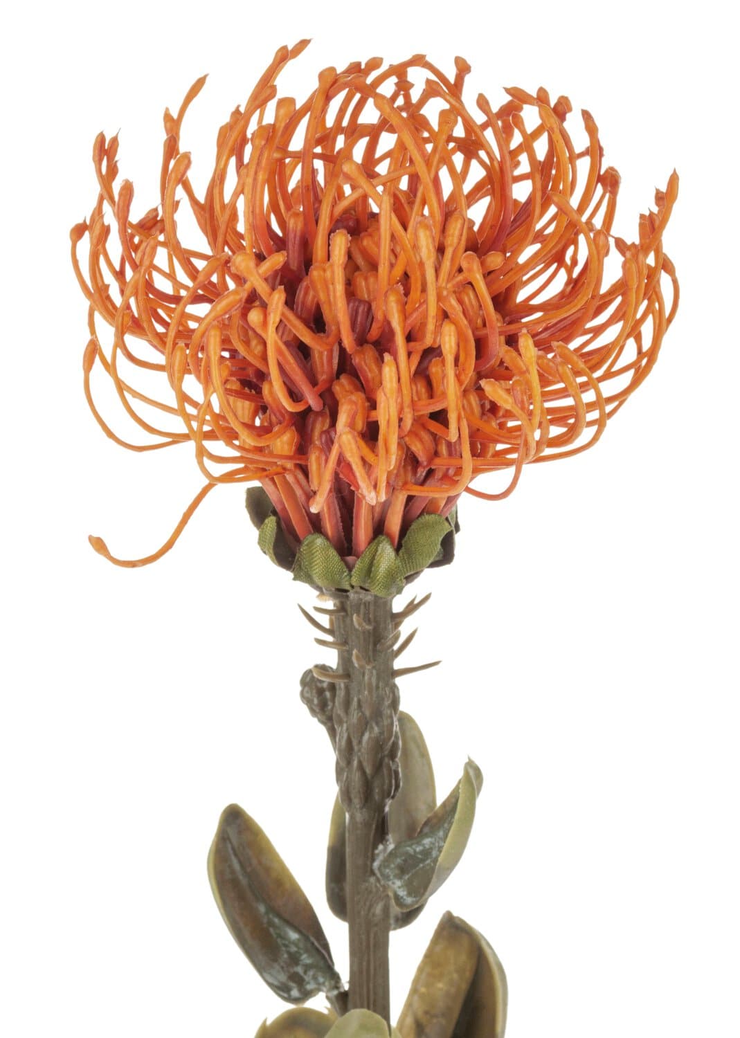  // Protea Vintage // orange // Höhe ca. 61 cm