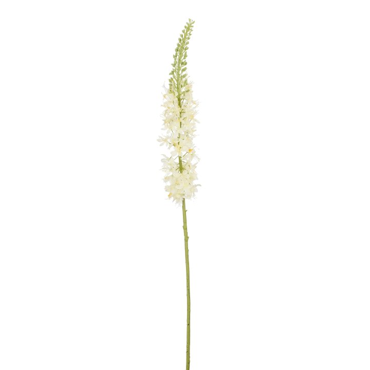 Eremurus Eremurus in Farbe weiß Eremurus Eremurus in Farbe weiß, weiße spitze, Blütenstängel, botanisch, Blütenstiel, weiße Blüten
