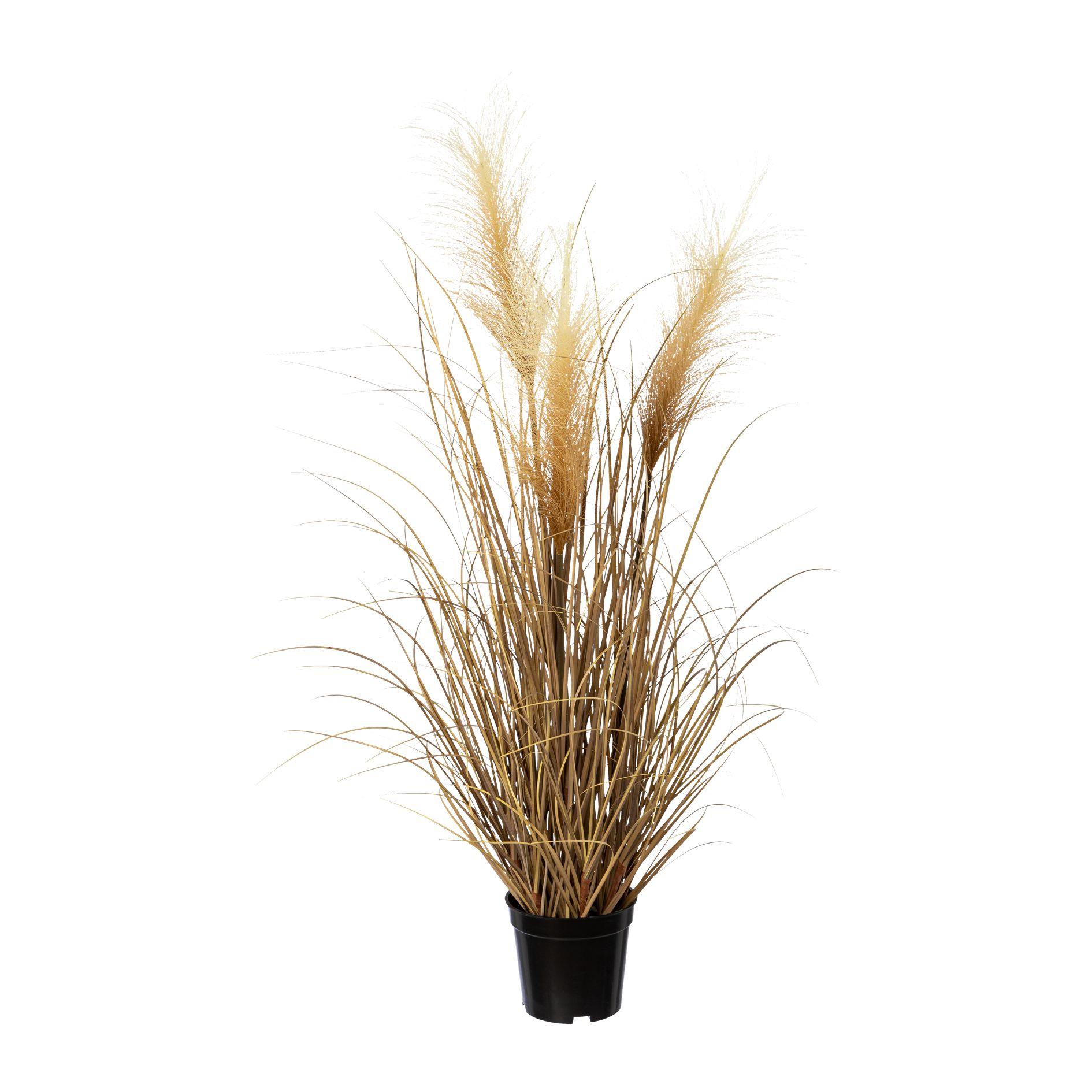 Pampasgras 76cm TOSIK in Beige Gasper Pampasgras Tosik ca. 76 cm hoch in natur