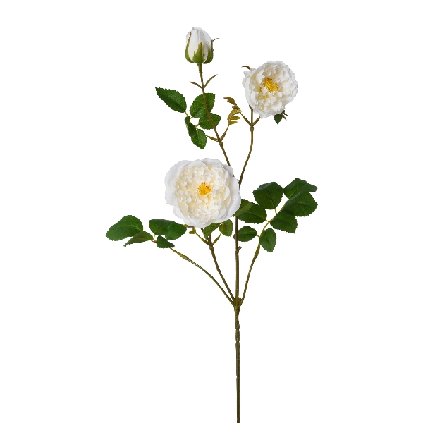 Gasper Rosenzweig, 73 cm, creme in Farbe Creme, Rose, Weisse Rose, Blüte, Botanischer Zweig, Blühende Pflanze