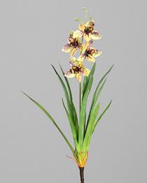 DPI Orchidee Cymbidie 60 cm in mit Blatt