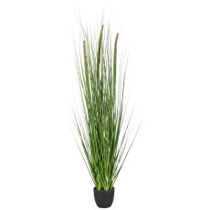 Grasbusch Miscanthus in Gasper Grasbusch Miscanthus in Grün H: 100 cm, Gras, Pflanze, Pflanze im Topf, Blume, Blumen-Arrangement