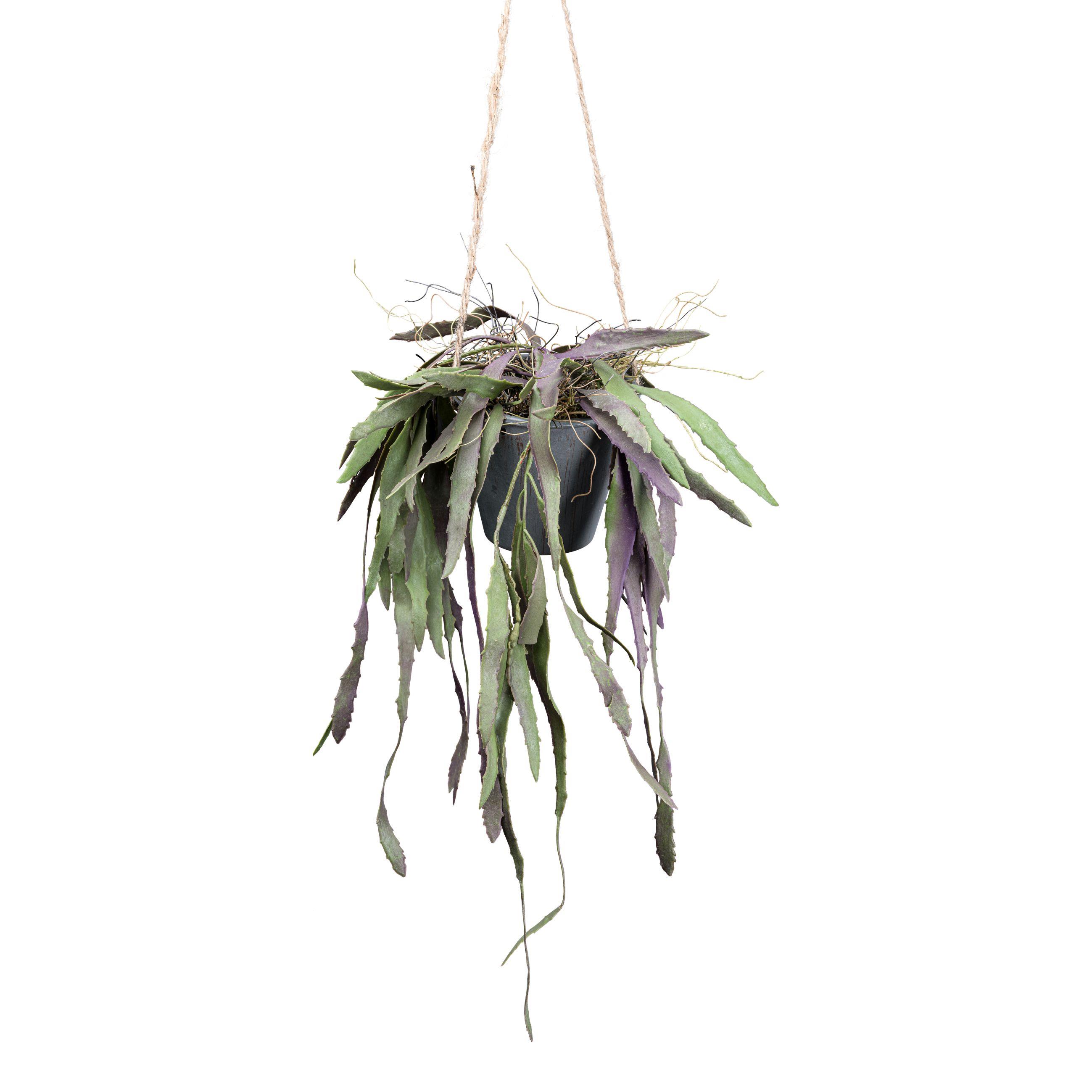 Gasper Rhipsalis Red Coral Hängetopf ALONJE in grün