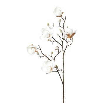 Gasper Magnolie in Farbe Weiß