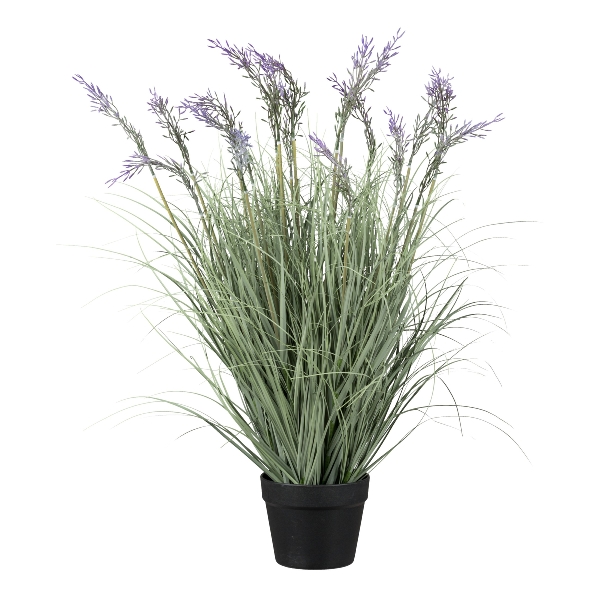 Gasper Gras mit lila Blüten im Topf in Farbe Lila