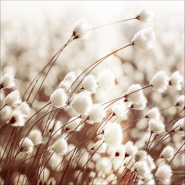 ProArt Alu-Art 50x50cm Polar Flowers I