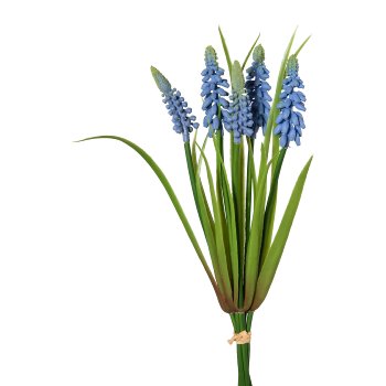 Gasper Muscaribund x 5 in Farbe Blau
