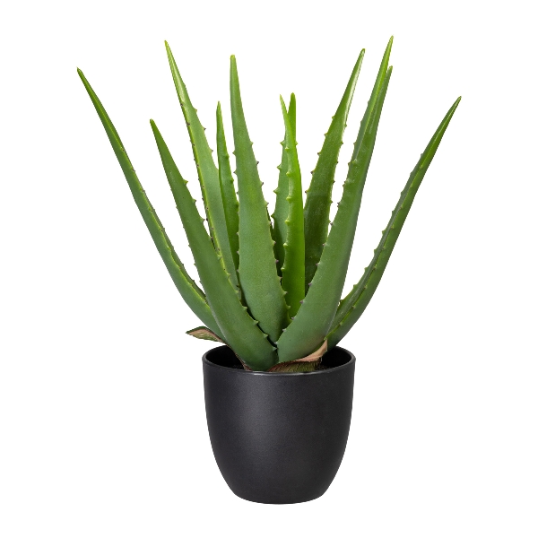Roomio Aloe JAKOE Höhe ca. 33 cm in Fb. grün