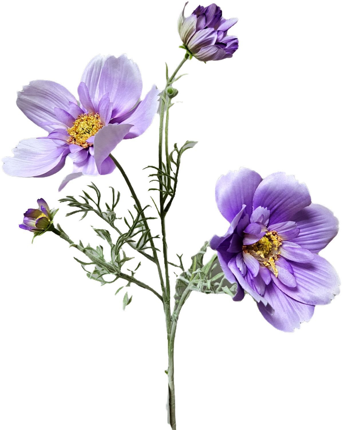 Cosmea 79 cm in hellviolett