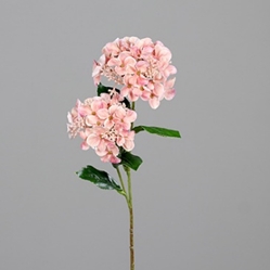 DPI Hortensie in Farbe pink, Blume, Pflanze, Nelke, Blütenblatt, Blumen-Arrangement