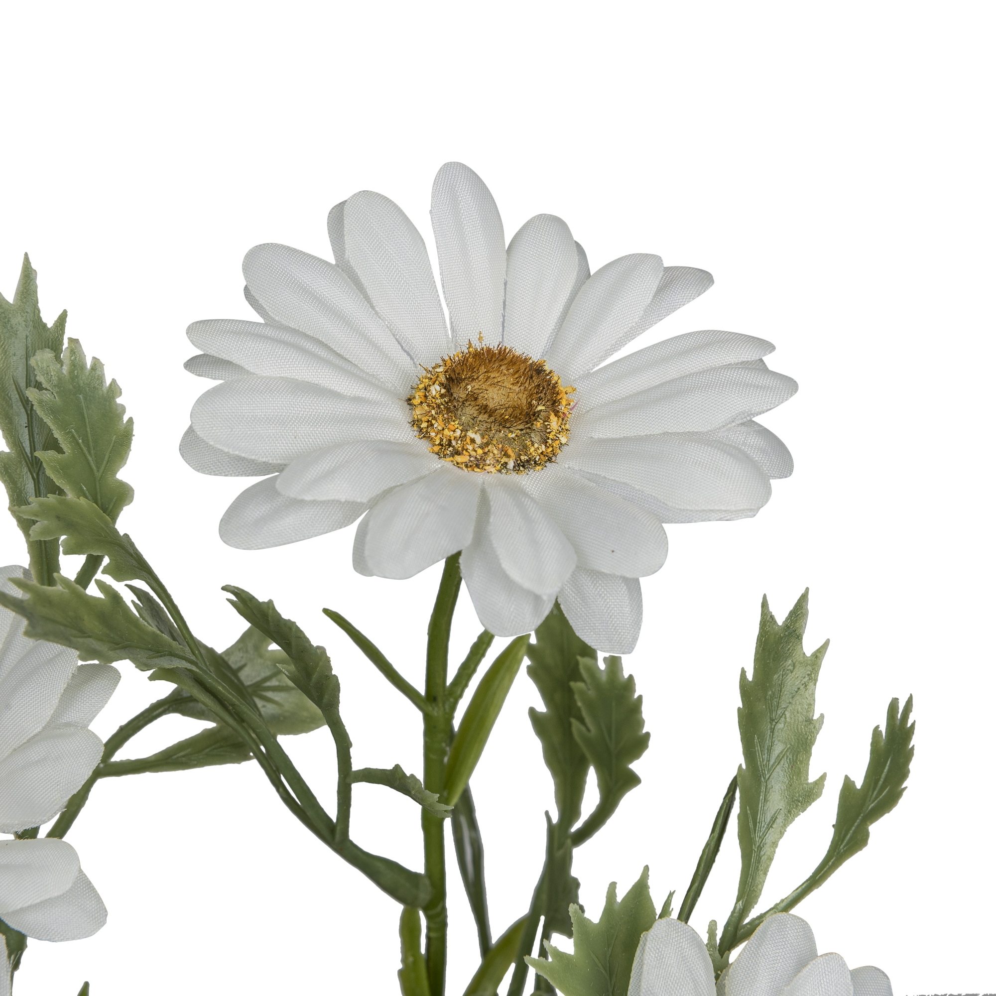 Gasper Margerite x3, 46cm,weiß in Farbe Weiß, Blume, Gartenblume, Weiß, Petale, Gelbe Mitte