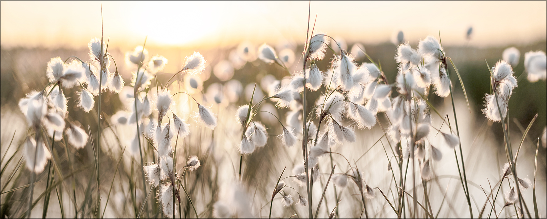 PRO ART Glas-Art 125x50cm Field Flowers In The Sun