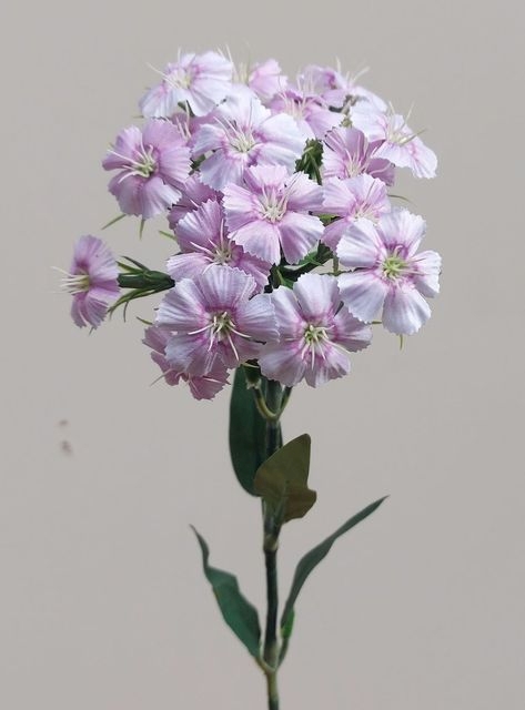 Andreas Bartnelke 55cm in rosa-violett // Bartnelke // rosa-violett // Höhe ca. 55 cm
