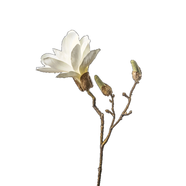 Magnolie ca. 25,5cm 9200-705 in Rosa / Pink, Magnolie, Weiße Blume, Stängel, Knospe, Branch