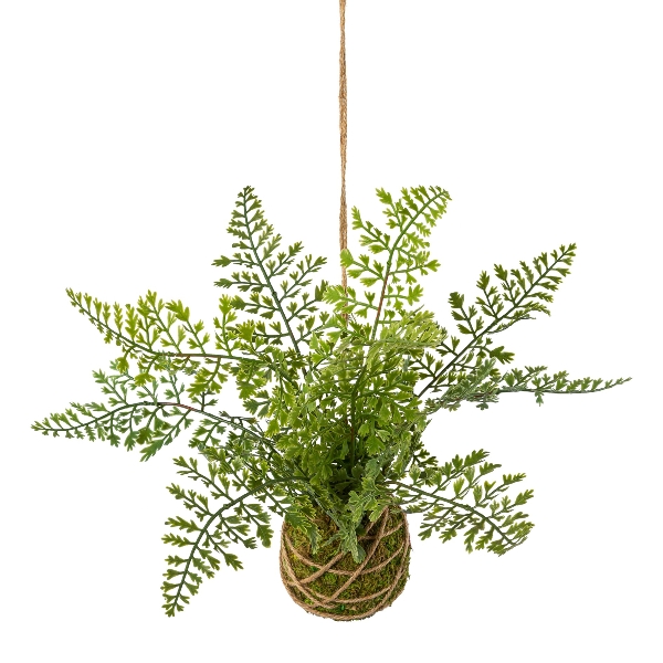 Königsfarn im Hängebballen in , pflanzen, fern, hängend, zimmerpflanze, grün