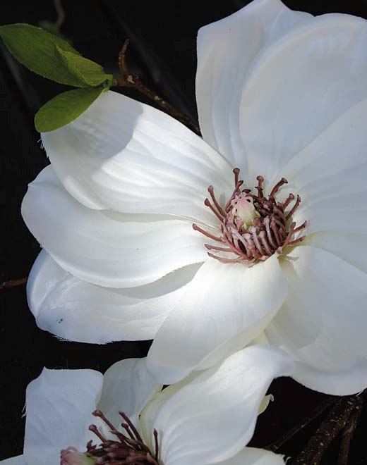  // Magnolien Blütenzweig // creme-weiß // Höhe ca. 80 cm