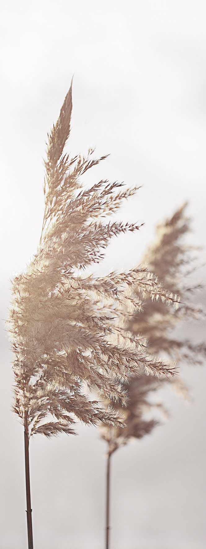 ProArt Glas-Art 30x80cm In the breeze III