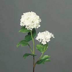 DPI Schneeball in Farbe cream DPI Schneeball in Farbe cream, Blume, Pflanze, Blütenblatt