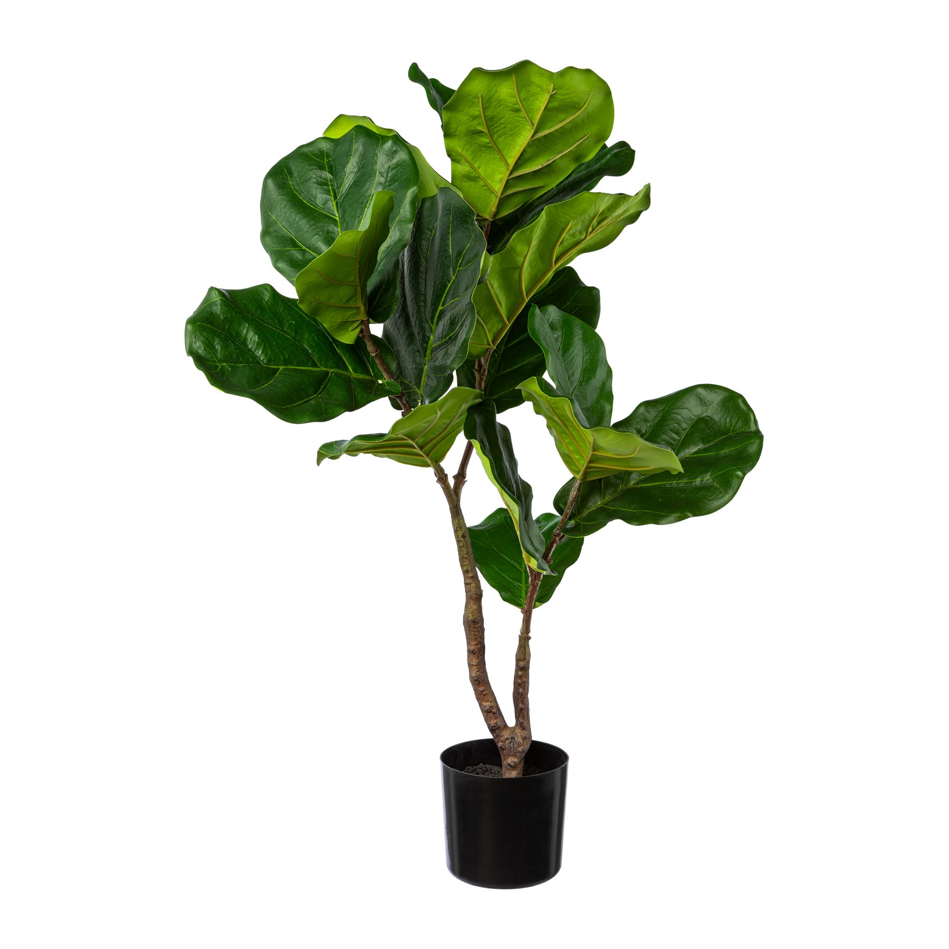 Ficus lyrata im Topf 80cm STAS in Grün Ficus lyrata im Topf 80cm STAS in Grün, Künstliche Pflanze, Gummibaum, Baumzweig, Topfpflanze, Grüne Blätter