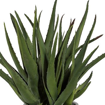 Gasper Aloe im Zementopf 44cm ca. H44 cm in
