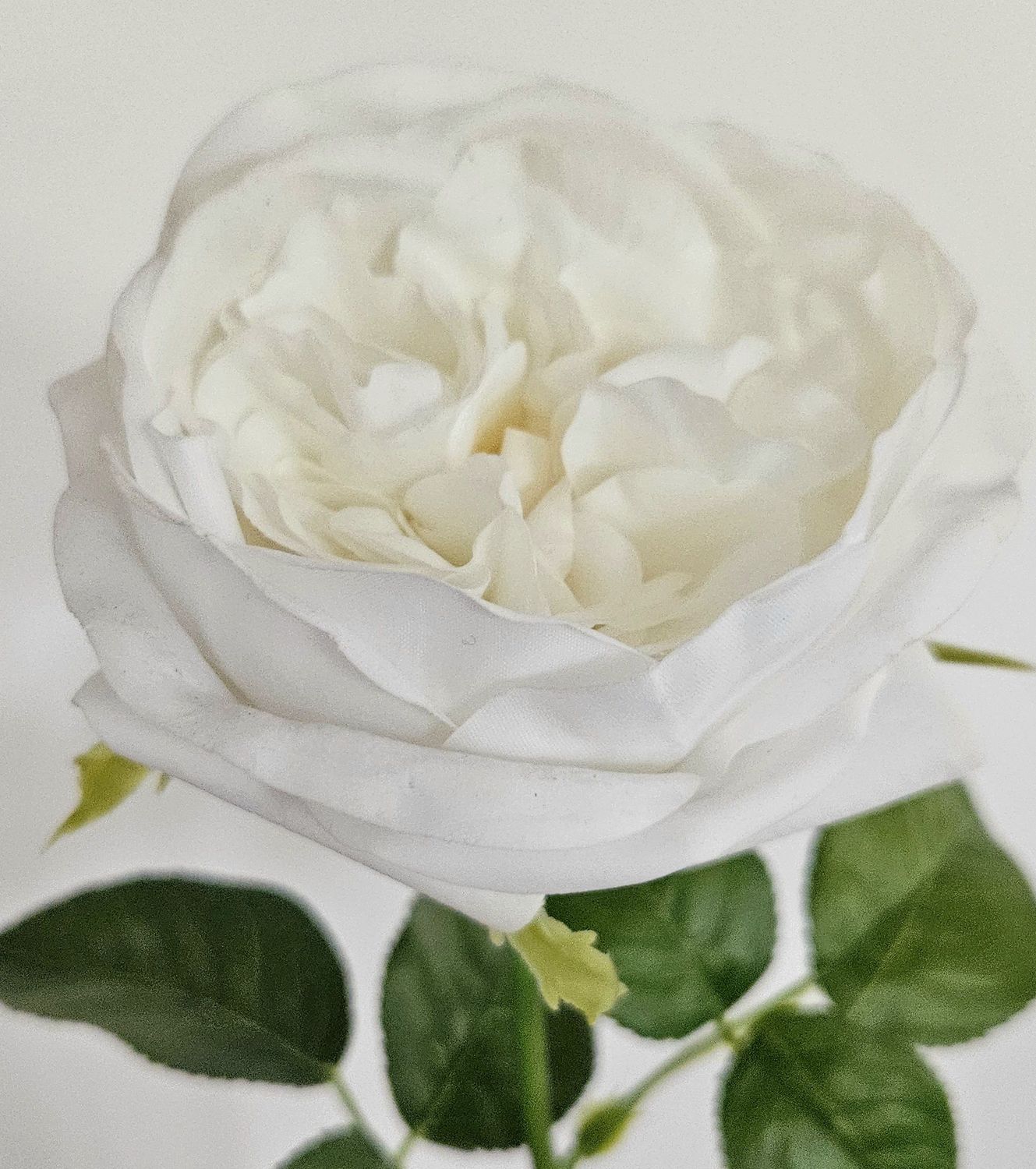 Englische Rose 65 cm in 