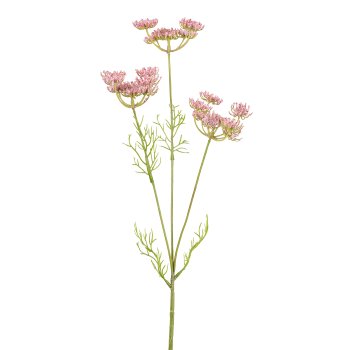 Gasper Ammi Majus in Farbe Rosa