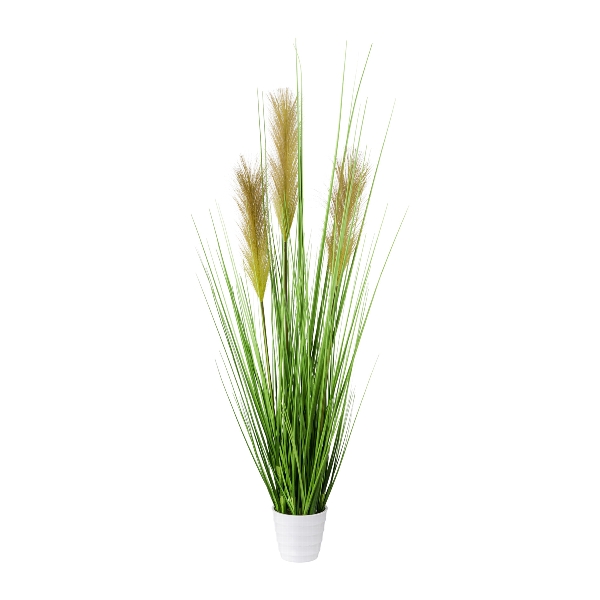 Gasper Grasbusch im weißen Topf ca. H80 cm in 80cm, grün