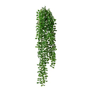 Gasper Columnea-Hängebusch 1/Poly in Farbe Grün