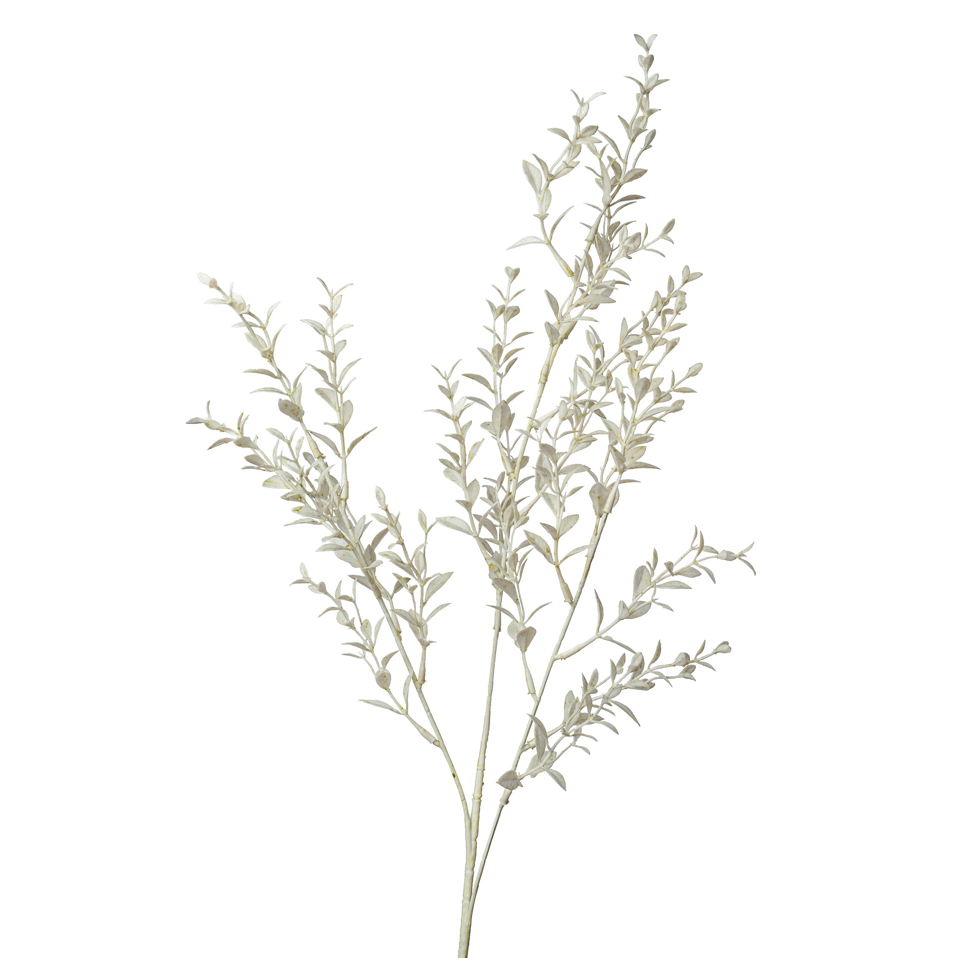 Ruscus ca.75cm 1620-778 in Grün Flower Manufaktur Ruscus ca.74 cm in Farbe grün , Gras, Pflanze, Kräuter