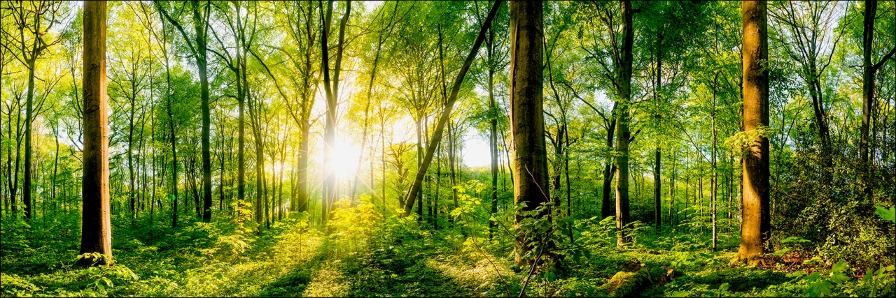 PRO ART Alu-Art 150x50cm Wonderful Forest II