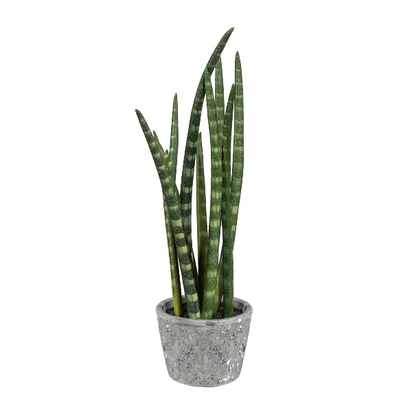 Gasper Sanseveria im Zementtopf ca. H45cm in 45cm