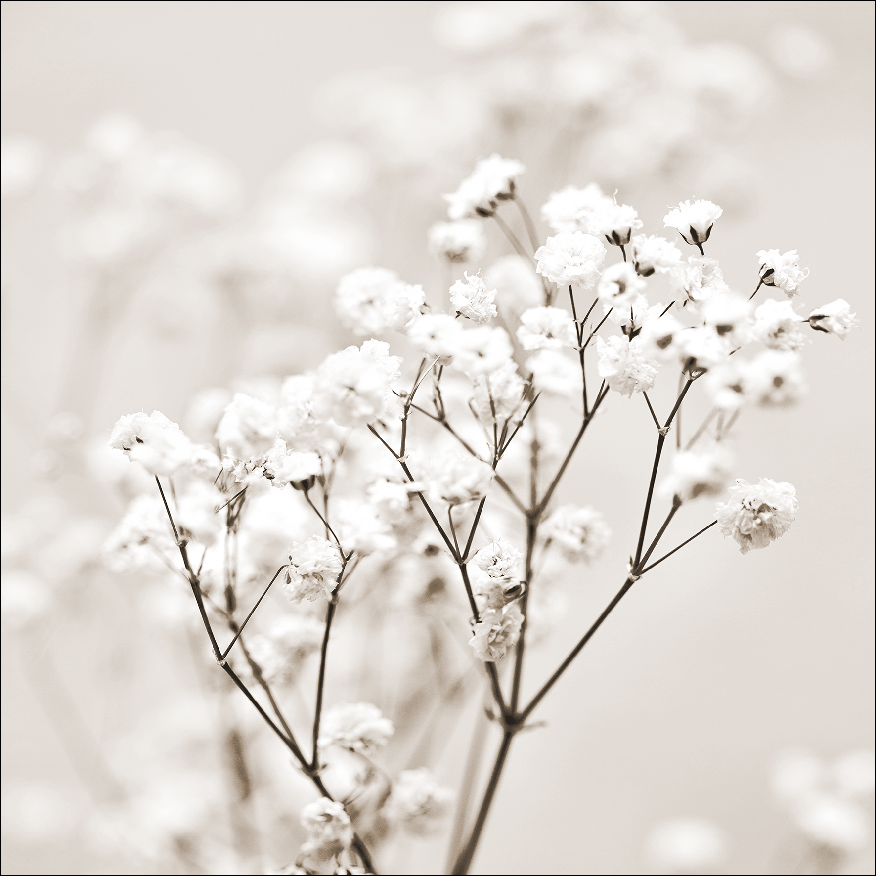 ProArt Glas-Art 50x50cm Meadow Flowers I