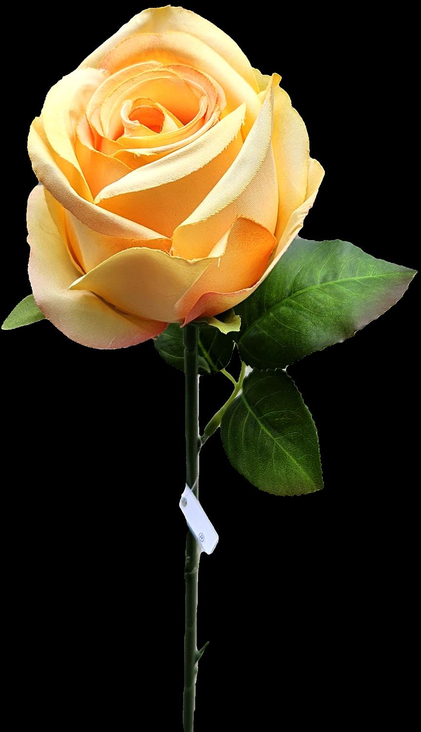 Französische Rose,50cm in 