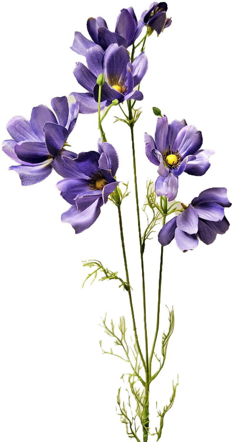 Cosmea,76cm in 