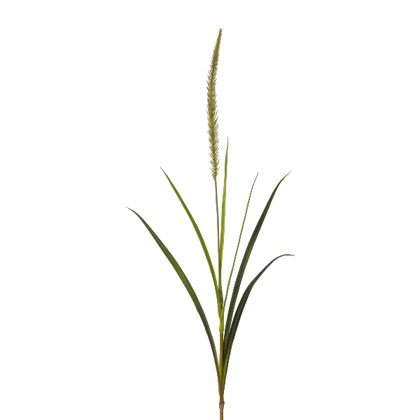 Gasper Miscanthus in Farbe Grün