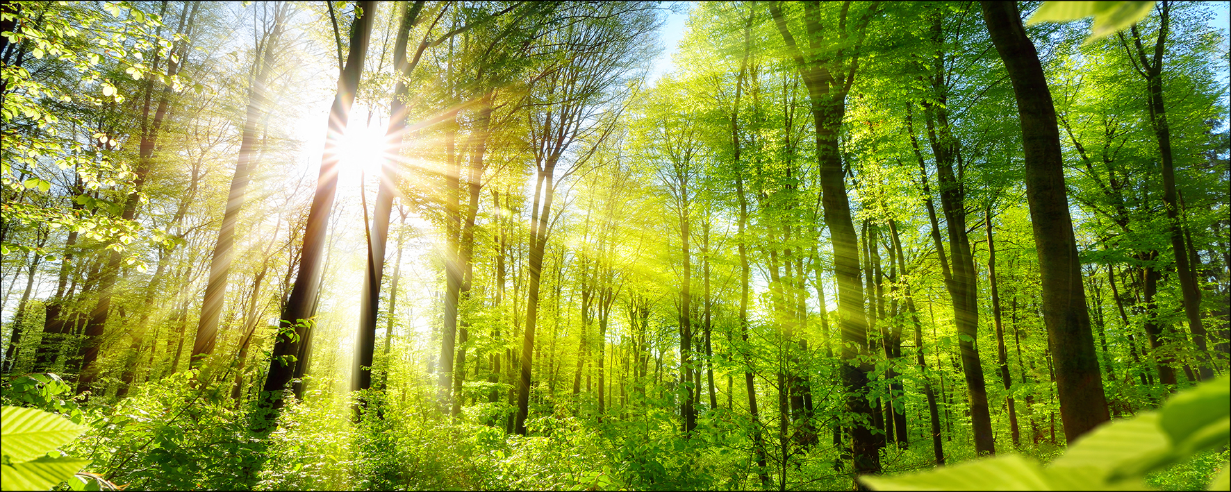 PRO ART Glas-Art 80x30cm Towards The Sun