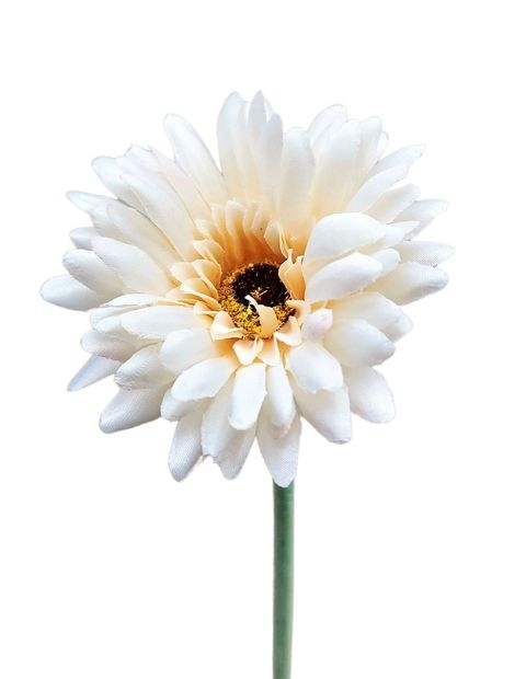  // Gerbera // creme-braun // Durchmesser ca. 8 cm // Höhe ca. 53 cm