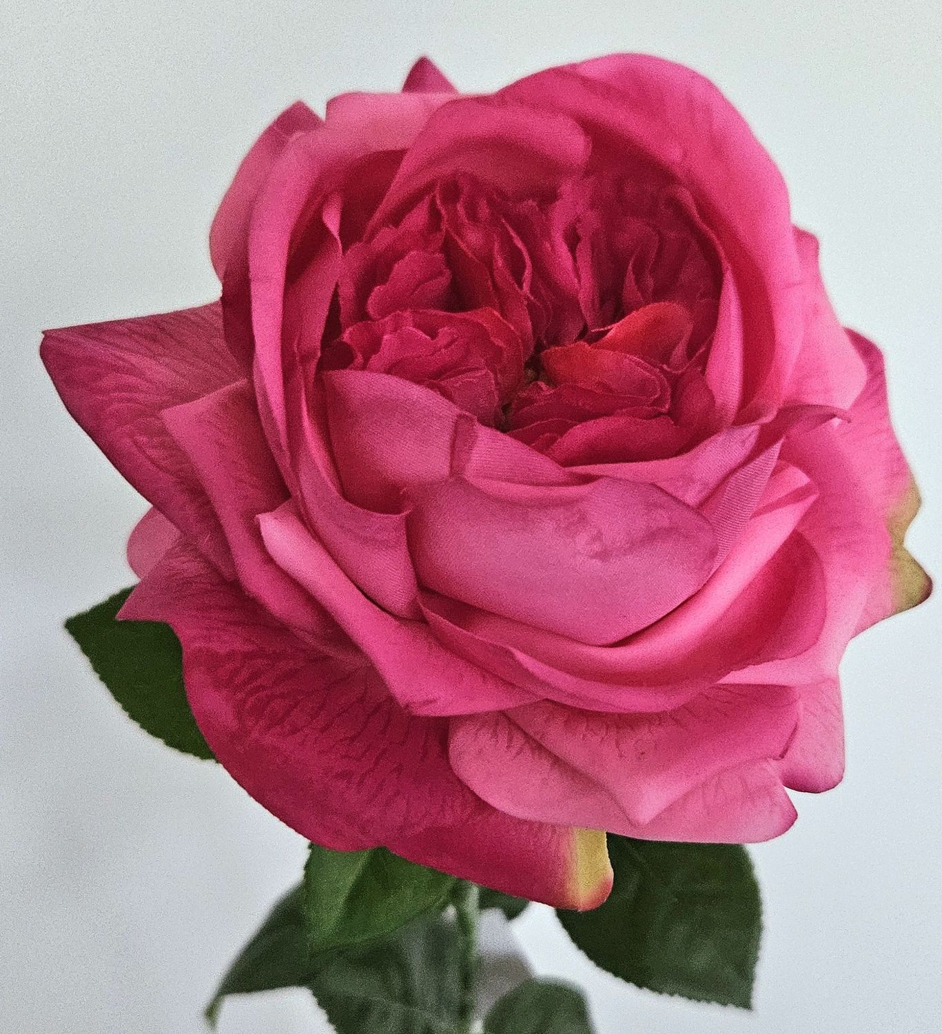 Englische Rose 65 cm in