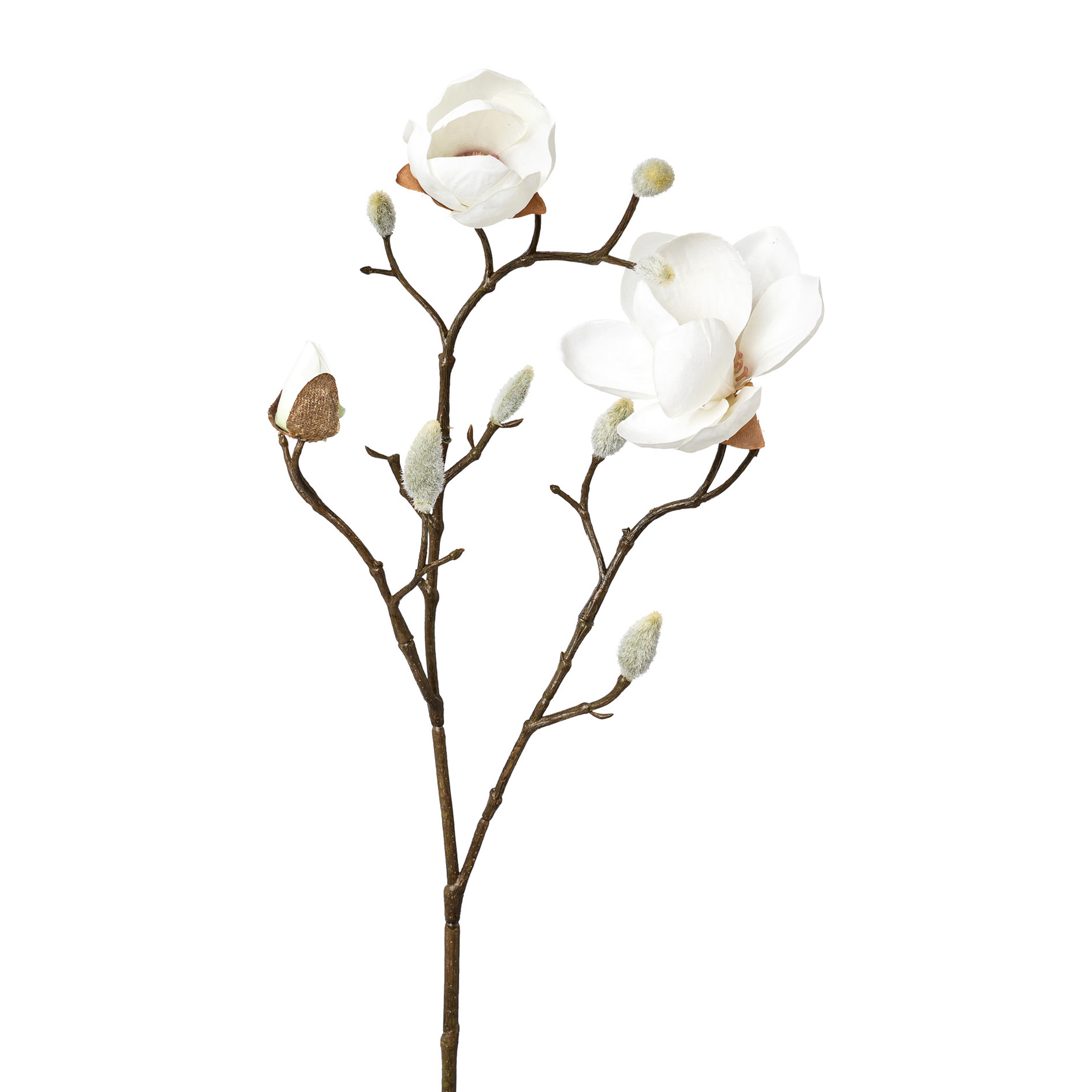 Gasper Magnolie Regina in weiß