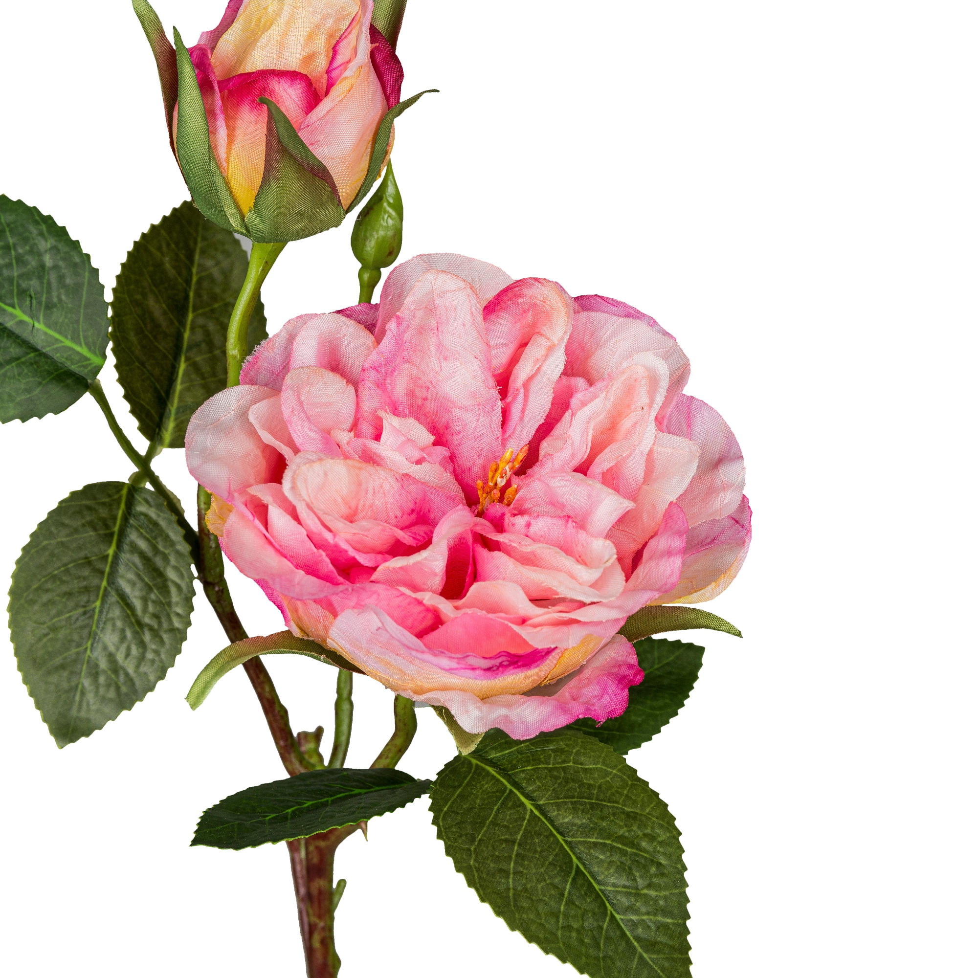 Gasper Gartenrose, 58cm,rosa in Farbe Rosa, rose, pink rose, blume, blüte, stängel blätter