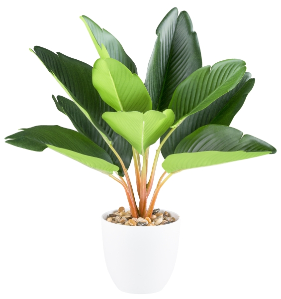 Strelitzia x10 3324048-50 in Grün, Kübelpflanze, Bananenblatt, Palme, Topfpflanze, grün