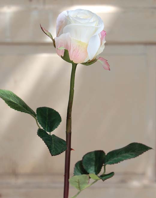  // Rose // creme-aprikose // Höhe ca. 58 cm