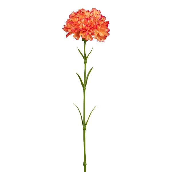 Gasper Nelke, 43 cm, orange in Farbe Orange, Geordnungsgemüse, Chrysanthemen, Blume, Stielblume, orangene Blüte