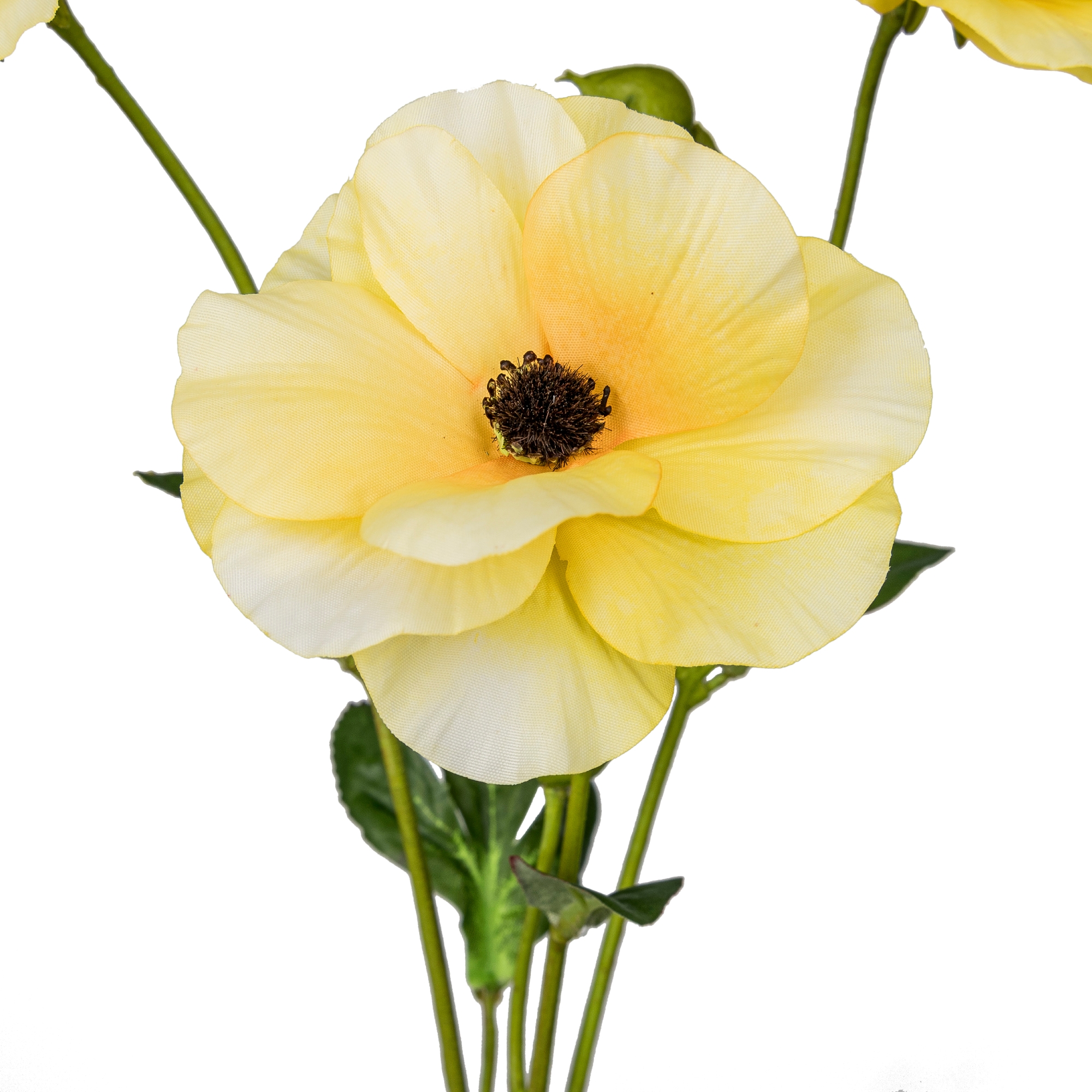 Gasper Ranunkel, 67cm,hellgelb in Farbe Hellgelb, Blume, Blüte, Gelb, Staubgefäß, Stiel