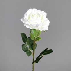 DPI Rose in Farbe cream, Blume, Pflanze, Rose, Blütenblatt