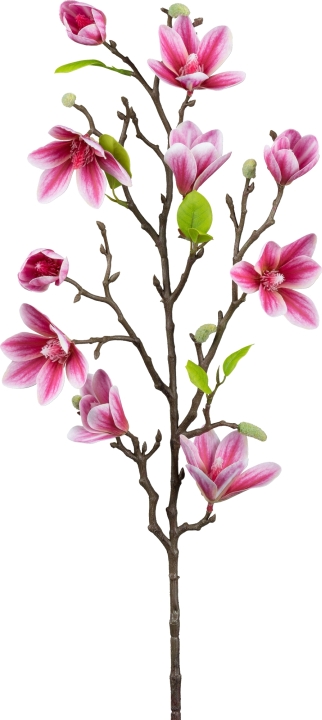 Gasper Magnolie, 83 cm, cerise in Farbe Cerise, Blütenzweig, Magnolie, Kunstblume, pink, Ast