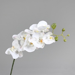 DPI Orchidee Phalaenopsis in Farbe cream DPI Orchidee Phalaenopsis in Farbe cream, Blume, Pflanze, Orchidee
