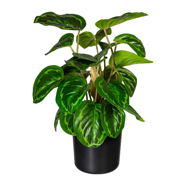 Maranta x24 Bl. 3321820-50 in Grün, Raumbegrünung, Topfpflanze, Herbst?, Philodendron?, Herbare?