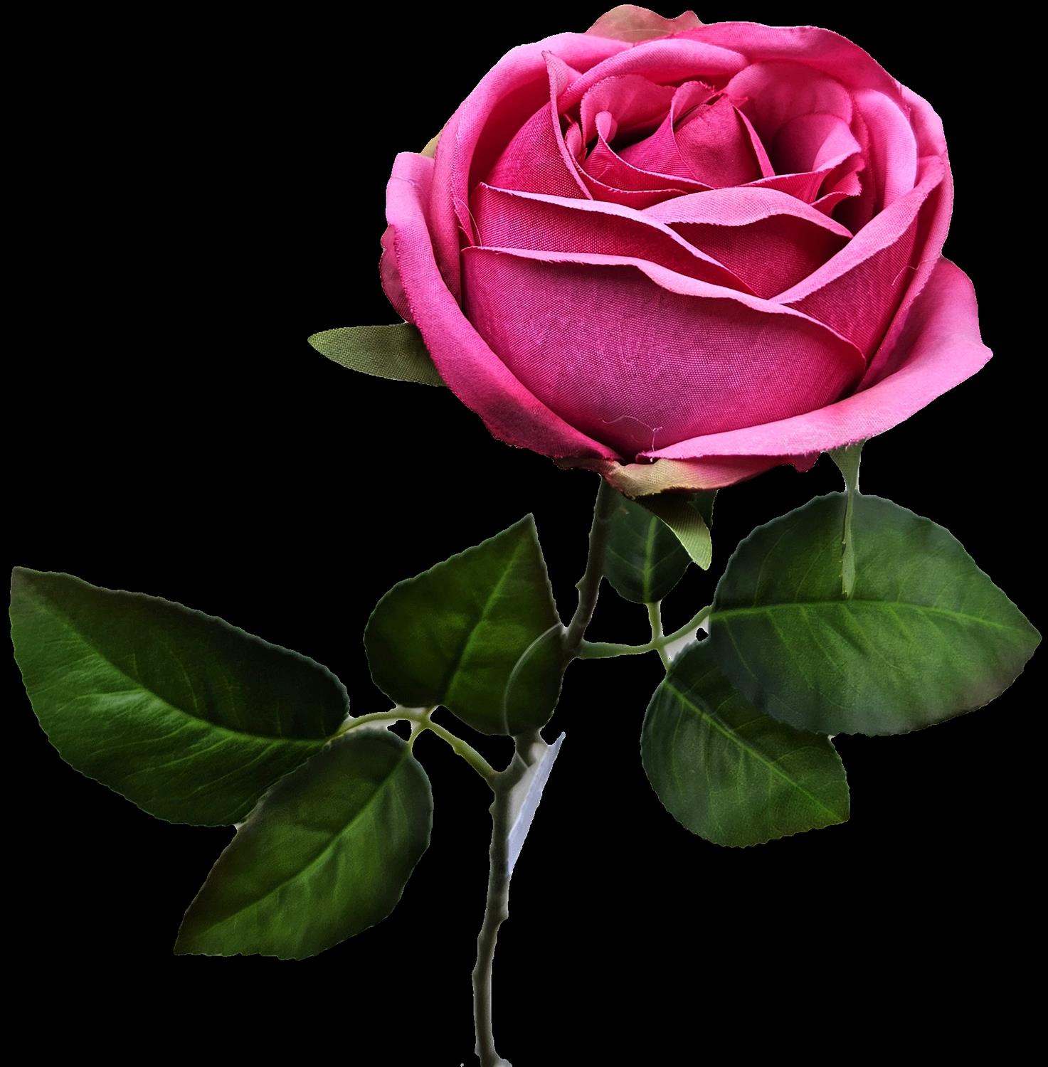 Andreas Englische Rose,66cm ROSE in pink
